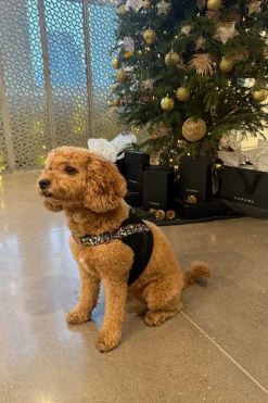 Luxe Leopard Dog Harness