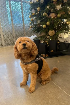 Luxe Leopard Dog Harness