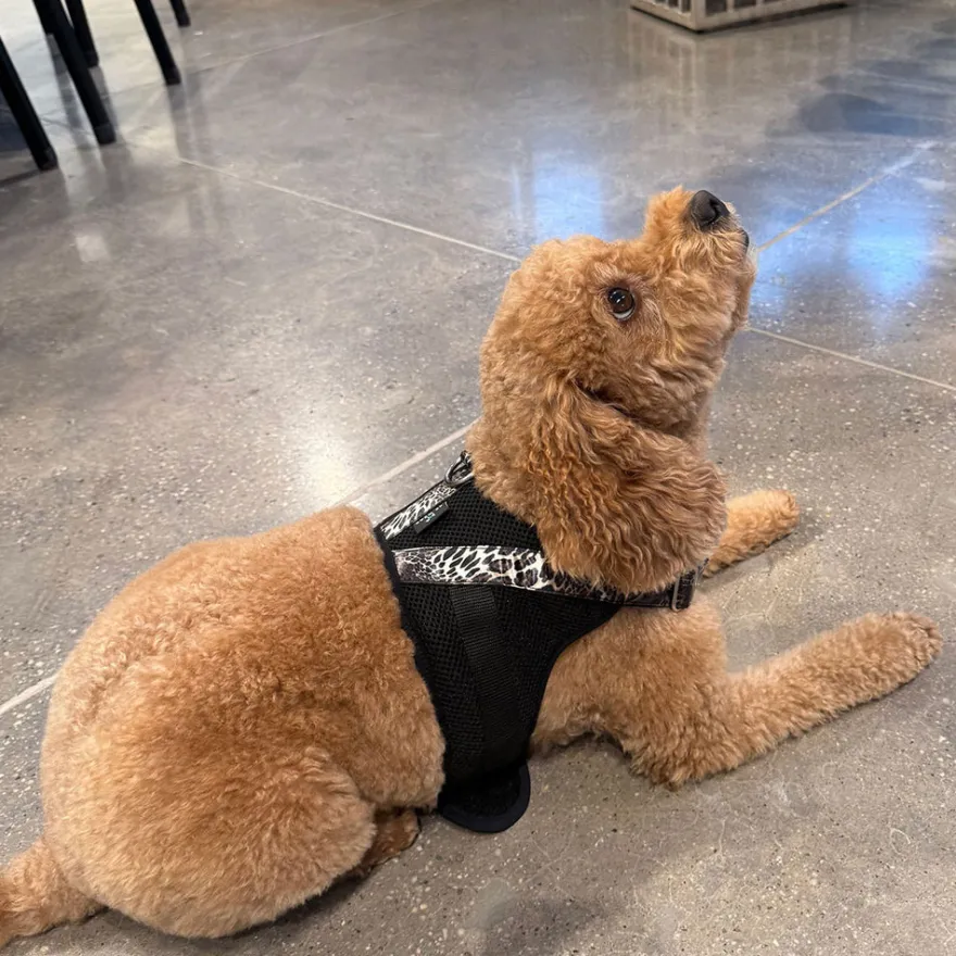 Luxe Leopard Dog Harness